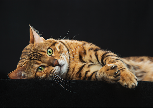 Wall Art Print - GOLDEN BENGAL CAT